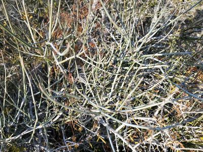 Ephedra antisyphilitica, photographed by Tom Field
