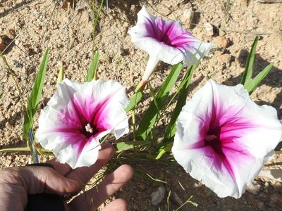 Ipomoea longifolia, photographed by Sam Kieschnick