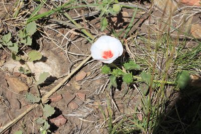 Pavonia cymbalaria, photographed by Romi Galeota Lencina