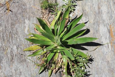 Eryngium elegans, photographed by Romi Galeota Lencina