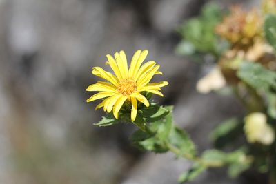 Grindelia buphthalmoides, photographed by Romi Galeota Lencina