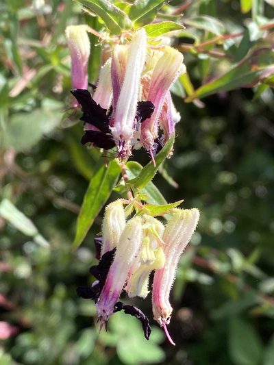 Cuphea avigera, photographed by Grete Pasch