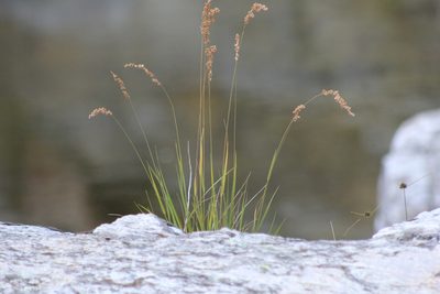 Chascolytrum subaristatum, photographed by Romi Galeota Lencina