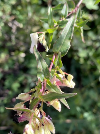 Cuphea avigera, photographed by Grete Pasch