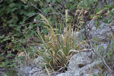 Poa iridifolia, photographed by Romi Galeota Lencina