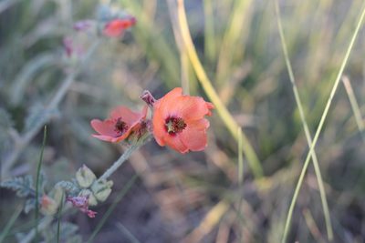 Sphaeralcea australis, photographed by Romi Galeota Lencina