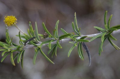 Trigonopterum laricifolium, photographed by Don Johnston