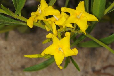 Skytanthus acutus, photographed by aacocucci