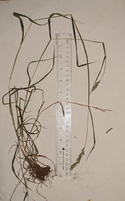 Elymus curvatus, photographed by Allan Harris