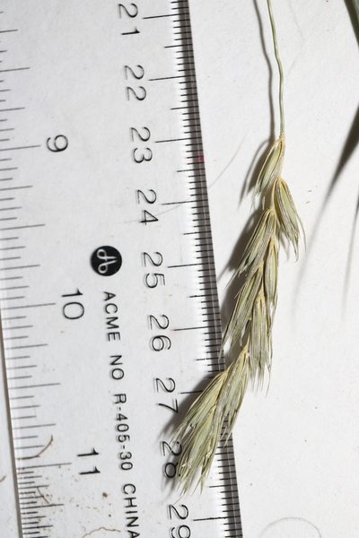 Elymus curvatus, photographed by Allan Harris