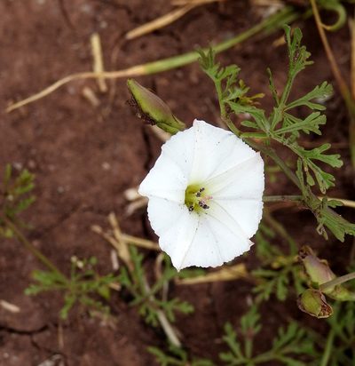 Convolvulus laciniatus, photographed by Naturalist Tours