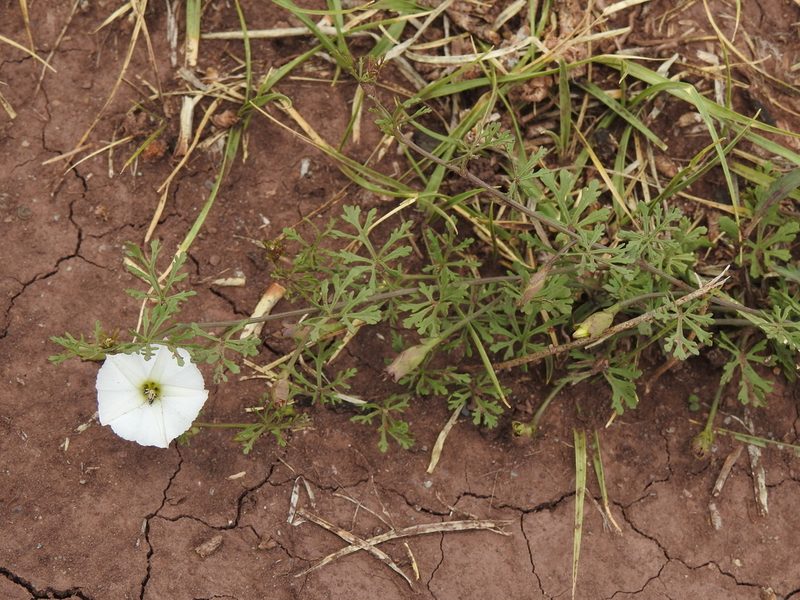 Convolvulus laciniatus, photographed by Naturalist Tours