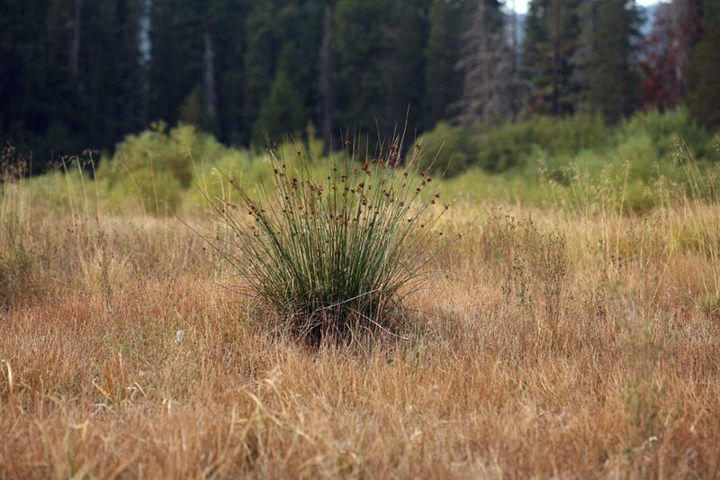 Juncus laccatus, photographed by Steve Matson
