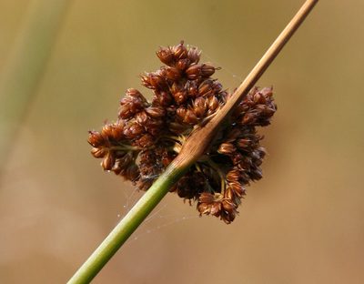 Juncus laccatus, photographed by Steve Matson
