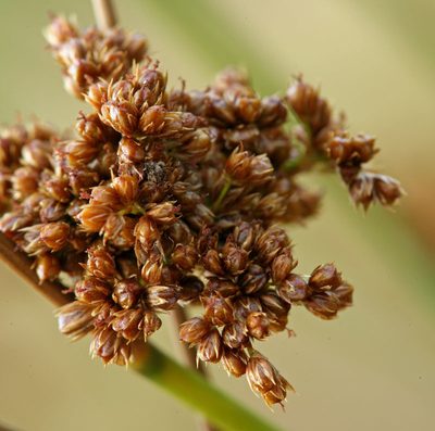 Juncus laccatus, photographed by Steve Matson