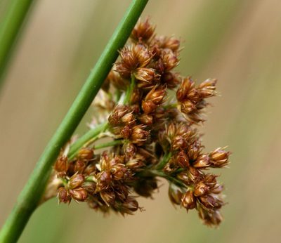 Juncus laccatus, photographed by Steve Matson