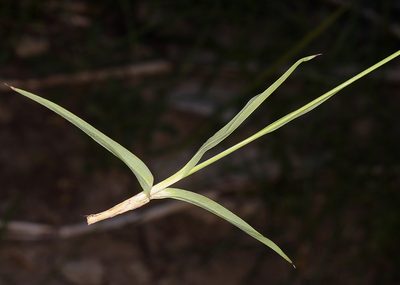 Juncus orthophyllus, photographed by Steve Matson