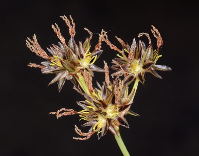 Juncus orthophyllus, photographed by Steve Matson