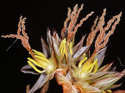 Juncus orthophyllus, photographed by Steve Matson
