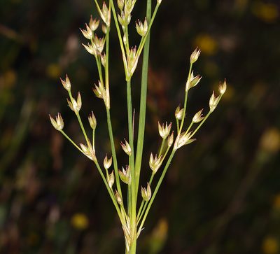 Juncus oxymeris, photographed by Steve Matson