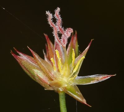 Juncus oxymeris, photographed by Steve Matson