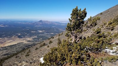 Pinus aristata, photographed by Mitch Van Dyke