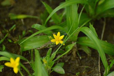 Hypoxis decumbens, photographed by Andrea Gantzer