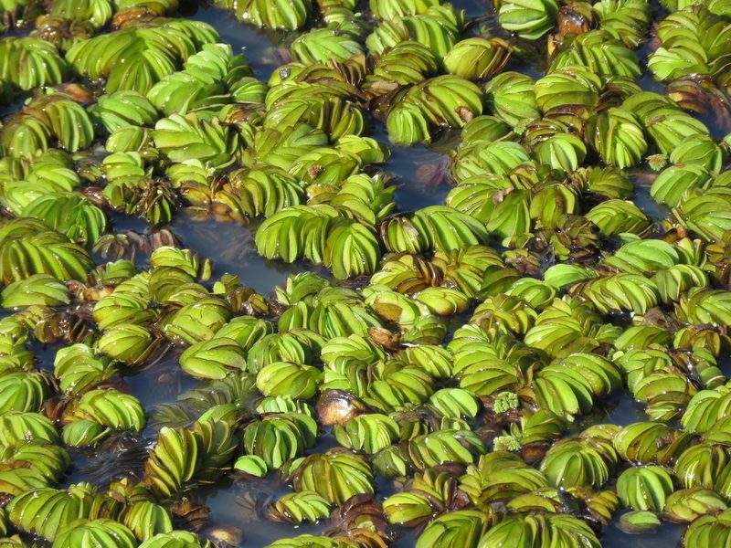 Salvinia auriculata, photographed by Nicolas Olejnik