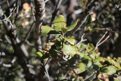 Quercus rugosa, photographed by Paul McClellan