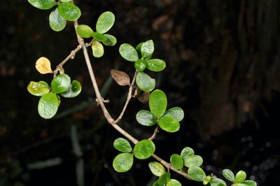 Coprosma ciliata, photographed by Pieter Pelser