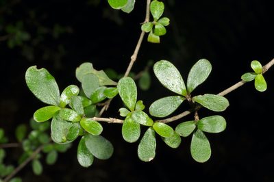 Coprosma ciliata, photographed by Pieter Pelser
