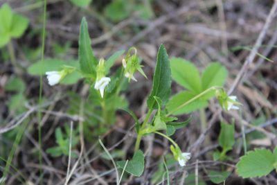 Viola accrescens, photographed by Елена Патерикина