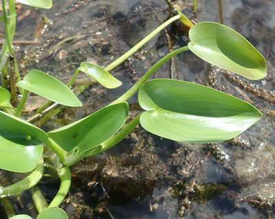 Heteranthera callifolia, photographed by Robert Taylor