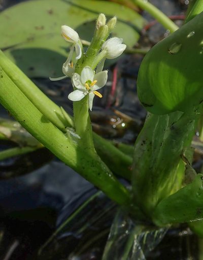 Heteranthera callifolia, photographed by Robert Taylor
