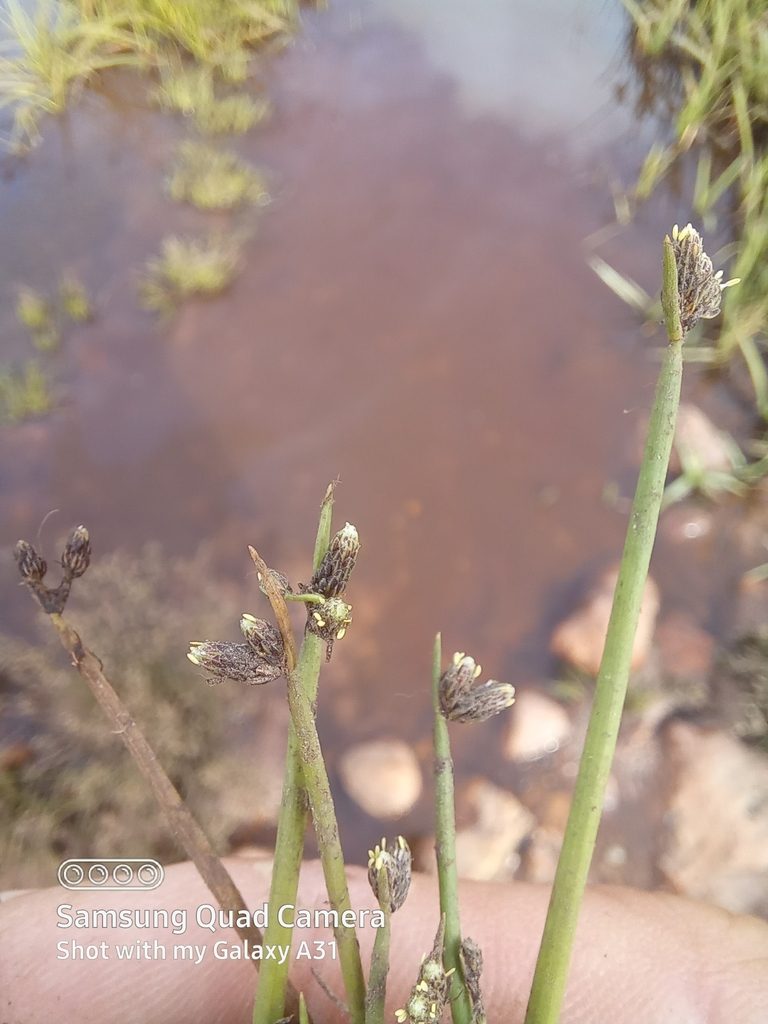 Isolepis natans, photographed by kevin koen