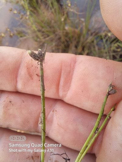 Isolepis natans, photographed by kevin koen
