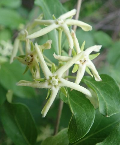 Stephanotis macrantha, photographed by Robert Taylor