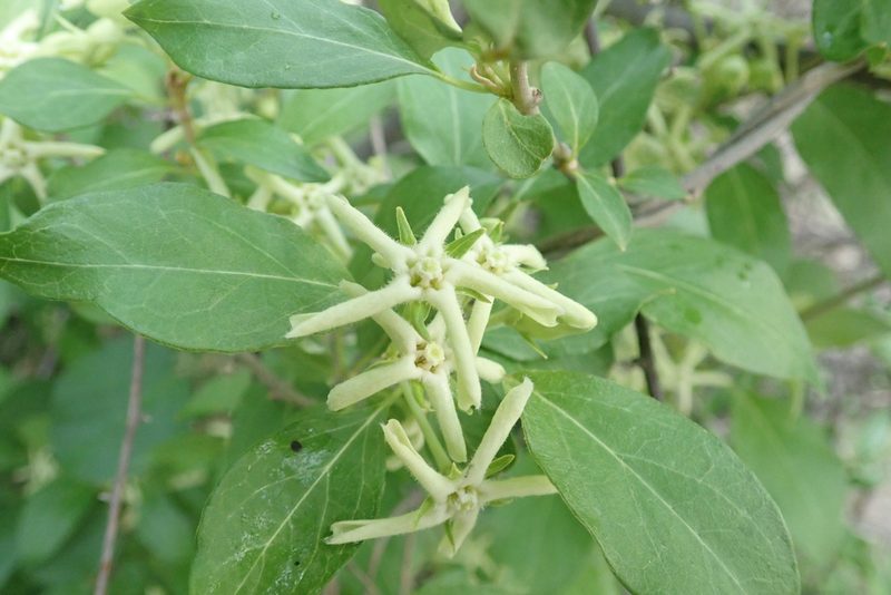 Stephanotis macrantha, photographed by Robert Taylor