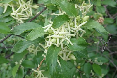Stephanotis macrantha, photographed by Robert Taylor