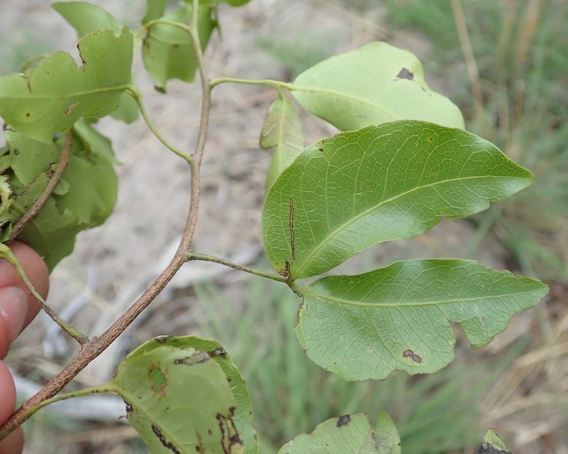 Guibourtia coleosperma, photographed by Robert Taylor