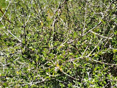 Olearia odorata, photographed by John Barkla