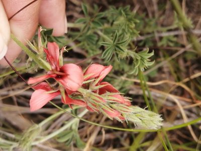 Indigofera digitata, photographed by sharndreheuvel