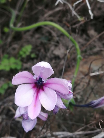 Babiana purpurea, photographed by sharndreheuvel
