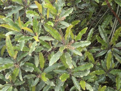 Quintinia serrata, photographed by Paul Bell-Butler