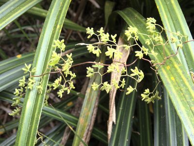 Lygodium articulatum, photographed by Paul Bell-Butler