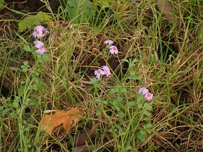 Malcolmia maritima, photographed by Alexis Tinker-Tsavalas