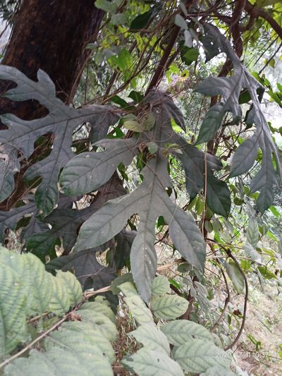 Artocarpus chama, photographed by Sabarni Sarker