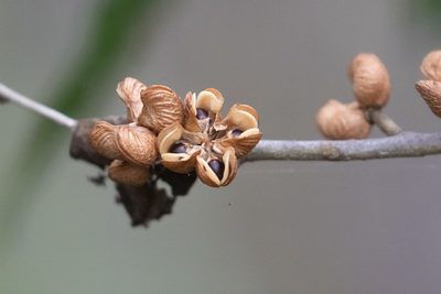 Orixa japonica, photographed by WATANABE Hitoshi 渡辺仁