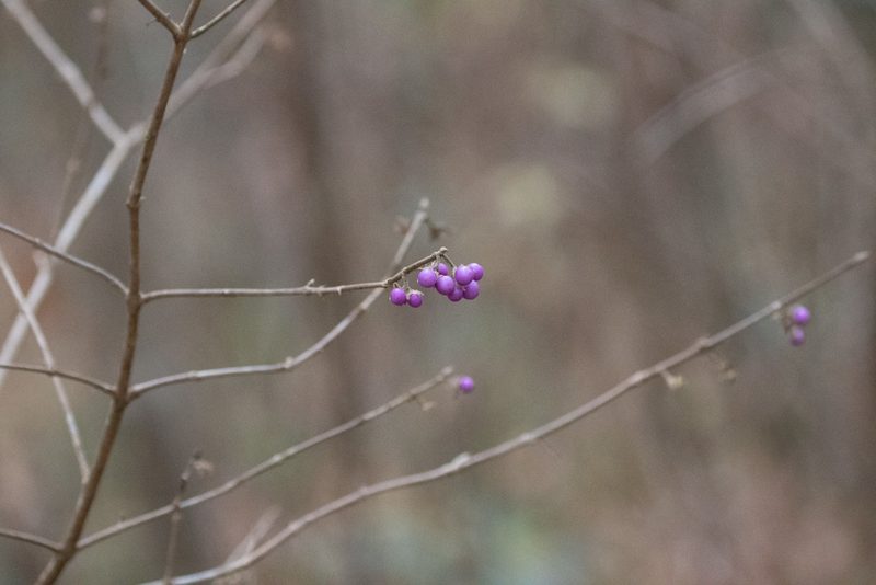 Callicarpa mollis, photographed by WATANABE Hitoshi 渡辺仁