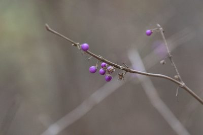 Callicarpa mollis, photographed by WATANABE Hitoshi 渡辺仁